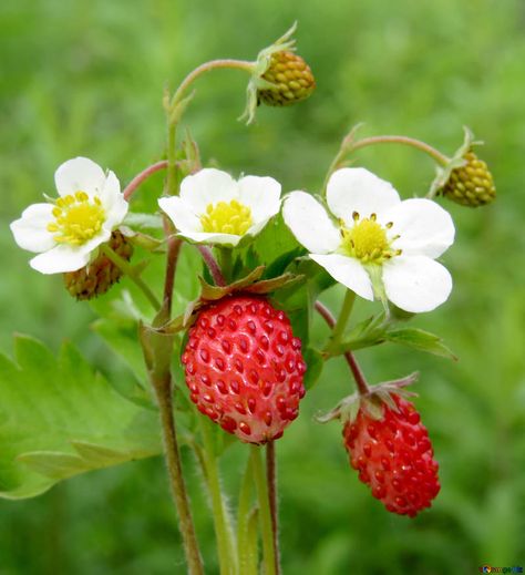 Bouquet of strawberry flowers strawberries bouquet № 29490 Strawberry Flowers, Just Be, Botanical Perfume, Strawberry Flower, Fruit Photography, Strawberry Plants, Strawberry Fruit, Wild Strawberries, Juicy Fruit