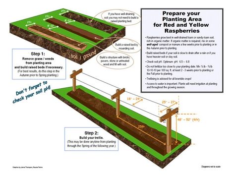 prepare your space for raspberry planting - also has tabs that tells you how/where to plant, when the fruit will bear, how to prune, etc. Blackberry Trellis, Raspberry Plant, Raspberry Trellis, Grapes Growing, Blackberry Plants, Growing Blackberries, Plants For Raised Beds, Growing Raspberries, Raspberry Plants