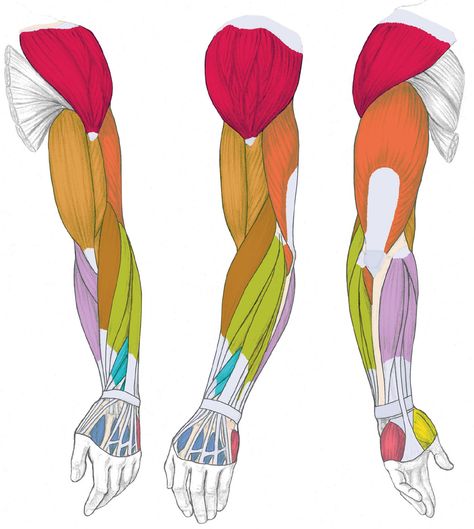 Muscles Diagram, Simplified Anatomy, Muscles Drawing, Forearm Anatomy, Drawing Construction, Muscle Diagram, Arm Anatomy, Arm Muscle, Forearm Muscles