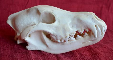 ALASKAN WOLF SKULL  Real Complete Animal Bones by TheCoyoteWoman Bo Ne, Animals Hunting, Coyote Skull, Animal Taxidermy, Calcium Deposits, Wolf Skull, Wet Specimen, Animal Skeletons, Taxidermy Art