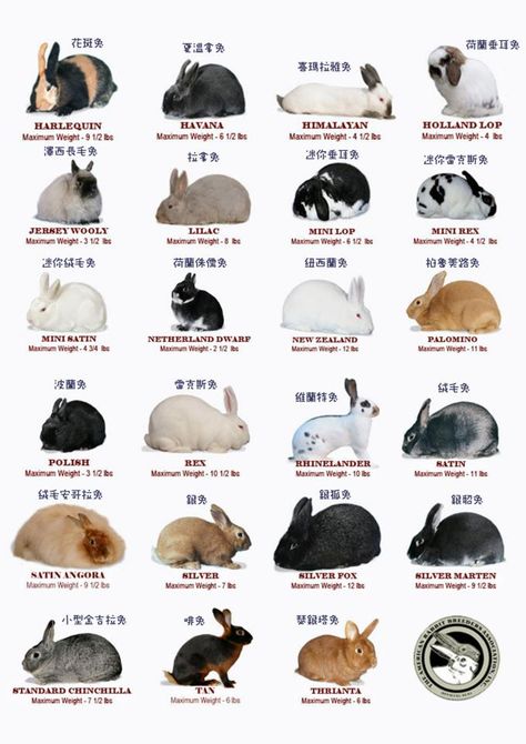 rabbit breed chart Different Bunny Breeds, 4h Bunny Project, Meat Chickens Breeds, Bunny Breeds, Rabbit Information, Show Rabbits, Rabbit Farm, Meat Rabbits, Pet Bunny Rabbits