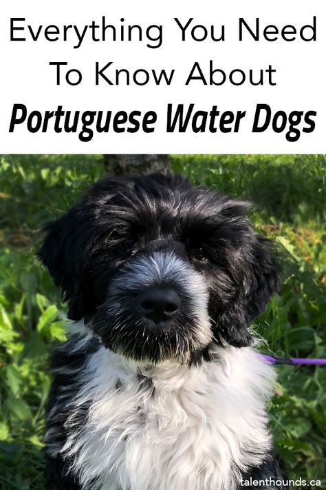 Portuguese Water Dog Puppy, Portugese Water Dogs, Dog Boredom, Working Dogs Breeds, Expensive Dogs, Agility Training For Dogs, Dog Breeds List, Dog Obsessed, Very Cute Puppies