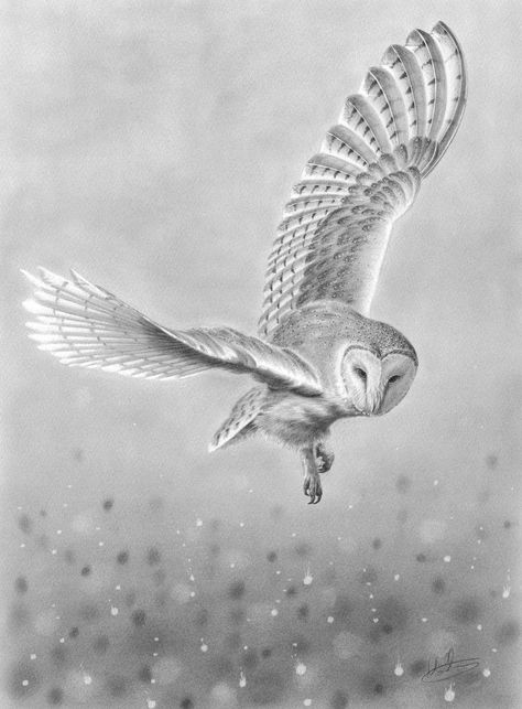 Nolon Stacey, Barn Owl Drawing, Barn Owl Tattoo, Owl Flying, Owl Tattoo Drawings, Owl Sketch, Fly Drawing, Flying Owl, Vogel Tattoo