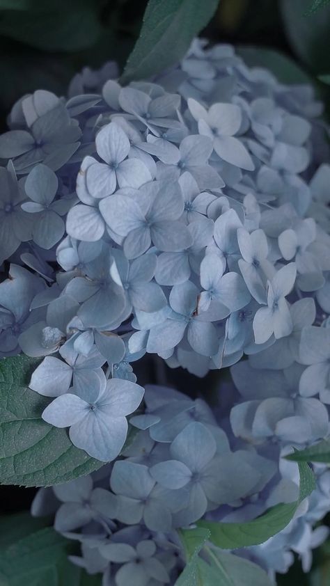 Hydrangea Wallpaper Backgrounds, Hydrangea Aesthetic Wallpaper, Blue Hydrangea Aesthetic, Hydrangea Bouquet Aesthetic, Aesthetic Hydrangea, Hydrangea Background, Hydrangea Aesthetic, Hydrangea Wallpaper, Blue Hydrangea Flowers