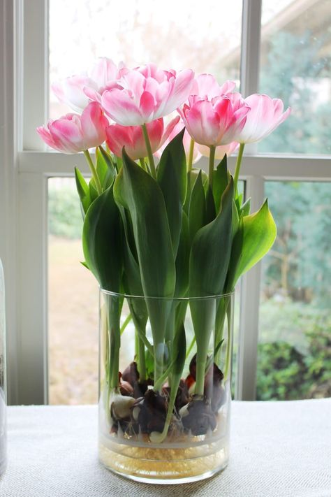 How to Grow Tulips and Other Perennials in Glass Jars in Your Home All Year | HubPages Tulip Seeds, Growing Tulips, Plant In Glass, Indoor Plants Styling, Plants In Jars, Planting Tulips, Daffodil Bulbs, Tulip Bulbs, Tulips In Vase