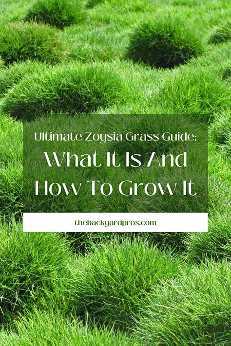 Dive into the lush world of Zoysia grass with our Ultimate Guide! 🌿 Unlock the secrets to cultivating this resilient beauty, from choosing the right variety to expert tips on nurturing a vibrant, green lawn. Whether you're a seasoned gardener or a green thumb in training, this guide is your passport to a thriving Zoysia paradise. 🏡✨ #ZoysiaGrass #LawnCare #GreenThumb Zoysia Grass Lawn, Zoysia Lawn, Zoysia Grass, Tall Fescue, Growing Grass, Leaf Texture, Green Lawn, Organic Fertilizer, Vibrant Green