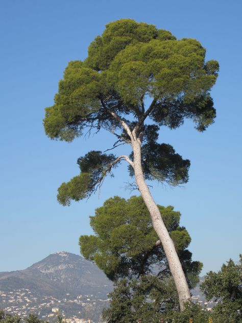 A lovely tree in Nice. Tree Reference Photography, Picture Of Tree, Cool Trees, Tree Reference, Wise Tree, Trees In Winter, Art For Walls, Walls Art, Bg Design