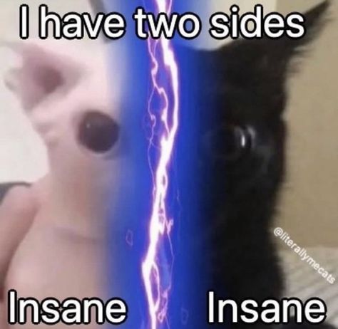 I Have Two Sides, Clinically Insane, Silly Animal Pictures, Funny Looking Cats, Text Memes, Silly Cats Pictures, Cute Friend Pictures, Silly Animals, Funny Cat Pictures