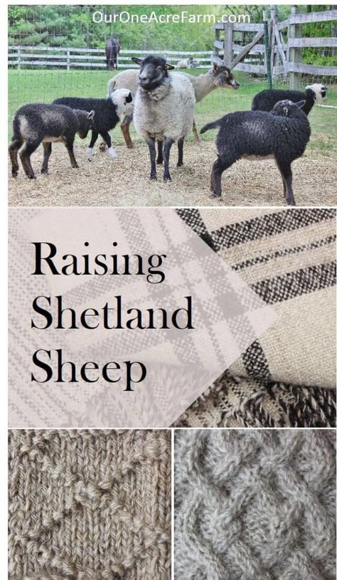 Raising Shetland Sheep is a guide to getting started with this easy care, small breed of sheep, suitable for a small farm. Breed profile, what you need, feeding, lambing, general health maintenance, protection from predators, and making money. Fleeces come in a wide range of natural colors and are popular among hand spinners. Meat is delicate; milking is possible. Backyard Sheep, Sheep Raising, Homestead Community, Raising Sheep, Small Holding, Homestead Animals, Health Maintenance, Hobby Farming, Raising Farm Animals