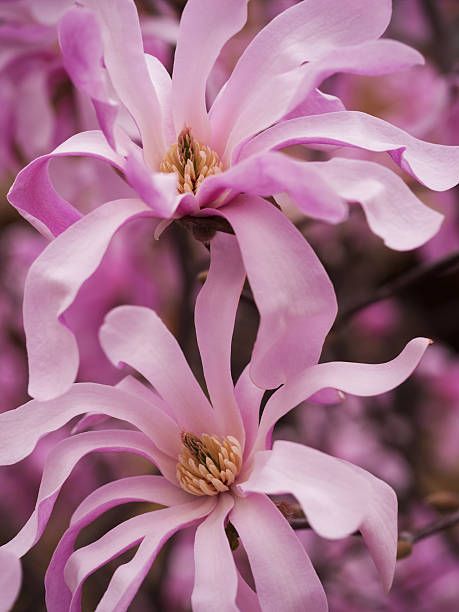 599 Star Magnolia Stock Photos, Pictures & Royalty-Free Images - iStock Star Magnolia, Flower Photos, Royalty Free Images, Free Images, Magnolia, Photo Ideas, First Time, The First, Royalty