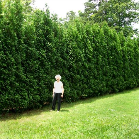 Leyland Cypress Trees, Hedge Trees, Thuja Green Giant, Emerald Green Arborvitae, Leyland Cypress, Fast Growing Evergreens, Arborvitae Tree, Privacy Hedge, Privacy Trees