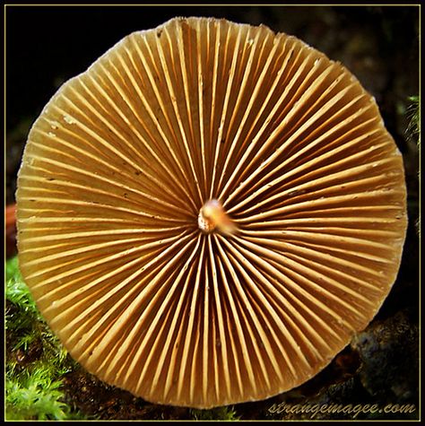 ~~ underside ~~ Mushroom Underside, Fungi Spores, Fungi Textiles, Fungi Under Microscope, Coral Fungi, Patterns In Nature, Exotic Flowers, Color Textures, Ikebana