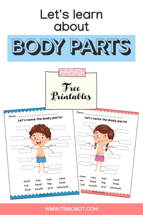 Printable: Identify the Body Parts Learning Worksheets - Tribobot Body Preschool, Body Parts Preschool, English Activities For Kids, Learning English For Kids, Bilingual Education, Learning Worksheets, English Worksheets For Kids, Preschool Printable, Education Humor