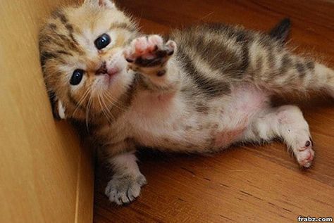 Helpless kitten! Is It Friday Yet, Is It Friday, It Friday, Kitten Pictures, Baby Kittens, Cute Kittens, Cuteness Overload, Kittens Cutest, Cat Memes