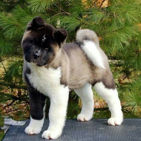 I had an akita mix as my loyal companion for years and years.  She looked just like this as a pup, except she was red and white. American Akita Dog, Akita Puppy, Lightning Scar, Japanese Akita, Akita Puppies, American Akita, Akita Inu, Japanese Dogs, Akita Dog