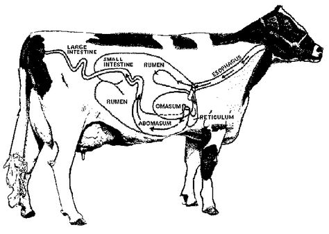 Cow Digestive Tract Cow Anatomy, Milk Facts, Aspiration Pneumonia, Cow Liver, Cow Photos, White Cow, A Cow, Vet Tech, Like Animals