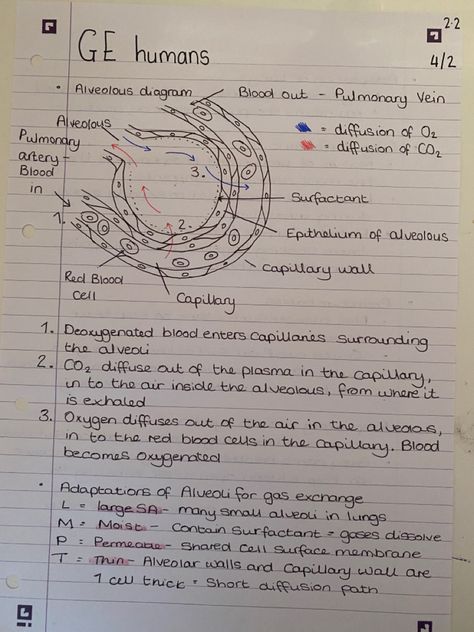 Gaseous Exchange Notes Grade 11, Gas Exchange Notes, Gaseous Exchange Notes, Gas Exchange, Bio Notes, Biology Facts, Study Resources, Bill Nye, Science Guy