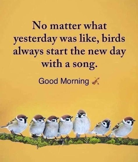 Funny Good Morning Messages, Good Morning Love Messages, What Is A Bird, Flowers Images, Morning Pics, Morning Blessings, Good Morning Love, Caption Quotes, Morning Pictures