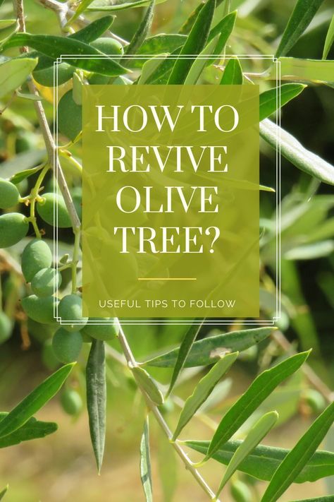 An olive tree grows best in well-draining and fertilized soil in a sunny location. However, growing your olive tree in an appropriate spot doesn’t guarantee vital growth and a healthy plant. And sometimes your olive tree starts to die. For this reason, I would like to share a step by step guide to find simple solutions on how to revive the olive tree and bring it back to life. #olivetree #reviveolivetree #olivetreeinpot #pottedolivetree #gardening #tips #deadtree #bringbacktolife How To Take Care Of Olive Tree, Olive Trees In Pots, Pruning Olive Trees, How To Grow Olives, Olive Tree Care, Trees Indoors, Trees In Pots, Olive Farm, Growing Olive Trees