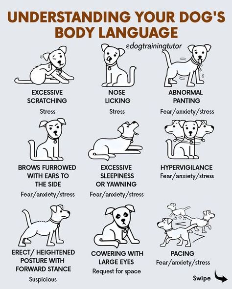 🐶 Dog Training and Care 🐶 on Instagram: "Do you to be able to leave your dog home alone for hours without worrying about him/her going to the bathroom inside your home?  Learn the Secrets to Completely Potty Train Any Dog or Puppy Quickly and Easily in 7 Days or Less =>> Link in my BIO @dogtrainingtutor  #dogtrainerlife #dogwhisperer #dogwisperer #doglanguage #dogtrainingadvice #dogtrainer #puppytrainingtips #obediencetraining #puppytrain #puppytraining101 #dogbehaviour #dogtrainersofig #dogtrainingvideo #balanceddogtraining #puppytrainingclass #trainyourdog #dogtrainersofinstagram #puppytrainer #servicedogtraining #dogtrainingtips #dogtrainingisfun #dogtrain #dogtraining #dogtraining101 #dogbehaviourist #puppytraining #dogproblems" Dog Sign Language, Dog At Home, Dog Body Language, Service Dog Training, Training Dogs, Potty Train, Dog Training Advice, Dog Brain, Dog Training Videos