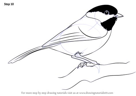 Learn How to Draw a Black-Capped Chickadee (Birds) Step by Step : Drawing Tutorials Chickadee Drawing, Bird Painting Acrylic, Bird Template, Chickadee Bird, Pencil Drawing Tutorials, Bird Sketch, Black Capped Chickadee, Learn Drawing, Bird Drawings