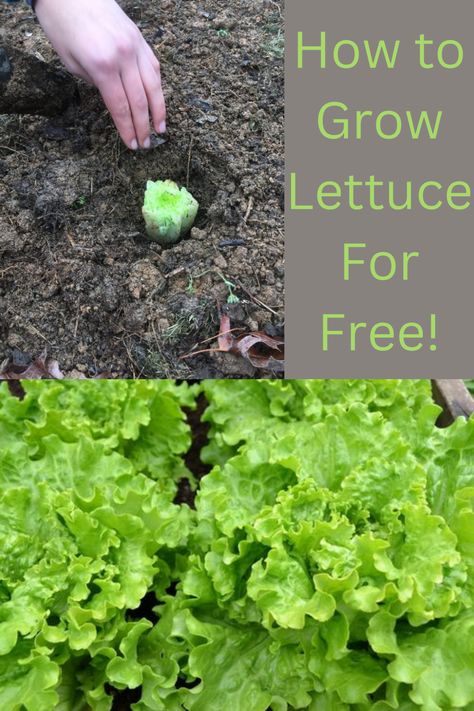 Easiest way to grow lettuce! No need to buy seeds or plants. Completely free way to grow lettuce! Planting Lettuce Seeds, When To Plant Lettuce, How To Grow Lettuce, Planting Lettuce, Grow Lettuce, Types Of Lettuce, Heart Plant, Ground Water, Lettuce Seeds