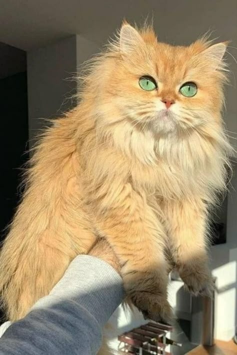 Orange Persian Cat Aesthetic, Ragdoll Cat Orange, Orange Cat With Green Eyes, Ginger Persian Cat, Fuzzy Kittens, Fluffy Ginger Cat, Fluffy Orange Cat, Orange Persian Cat, Pink Potion