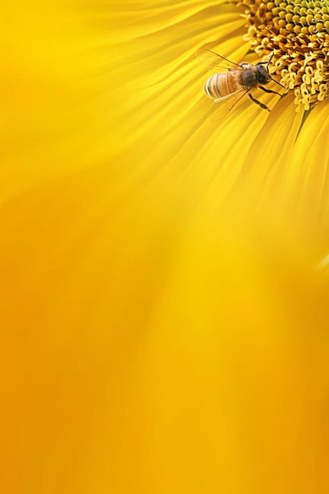 Bee Wallpaper, Spring Scenery, Bee Pictures, Honey Packaging, All Things Yellow, Sunflower Photo, Yellow Sunshine, Bee Movie, Sunflower Wallpaper