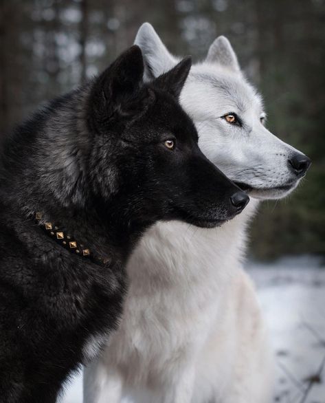 Black Wolf Dog Hybrid, Wolf Dog Hybrid, Dog Hybrid, Wolfdog Hybrid, Wolf Husky, Wolf Hybrid, Best T Shirts, Wolf Images, Wolf Photography