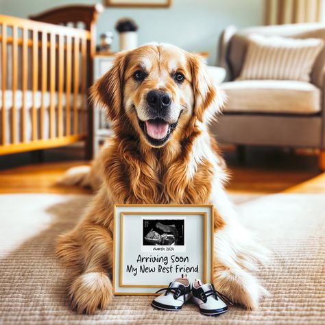 Dog Baby Announcing Ideas, Dog Big Sister Announcement, Pet Baby Announcement, Golden Retriever Pregnancy Announcement, Baby Announcements With Dogs, Best Friend Baby Announcement, Golden Retriever Baby Announcement, Golden Retriever Nursery Theme, Baby Announcement Photoshoot With Dogs