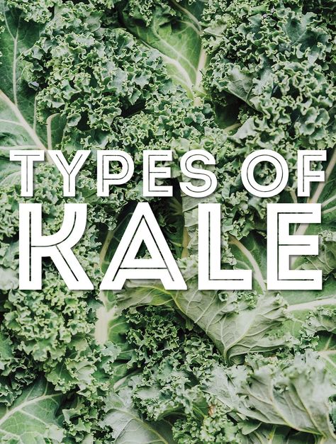 Baby Kale Recipes, Types Of Kale, Red Kale, Make Kimchi, Cabbage Varieties, Flowering Kale, Purple Kale, Fried Kale, Herbs Growing