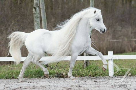 Welsh pony Welsh Ponies, Welsh Pony And Cob, Miniature Ponies, Mini Horses, Pony Breeds, Welsh Pony, Miniature Horses, Mini Pony, Shetland Pony