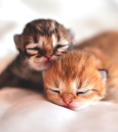 15 Extremely Cute Newborn Kittens We Just Had To Share Newborn Kittens, Adorable Kitten, Kitten Pictures, Kittens And Puppies, Baby Kittens, Cute Kittens, Kitty Cats, Cute Little Animals