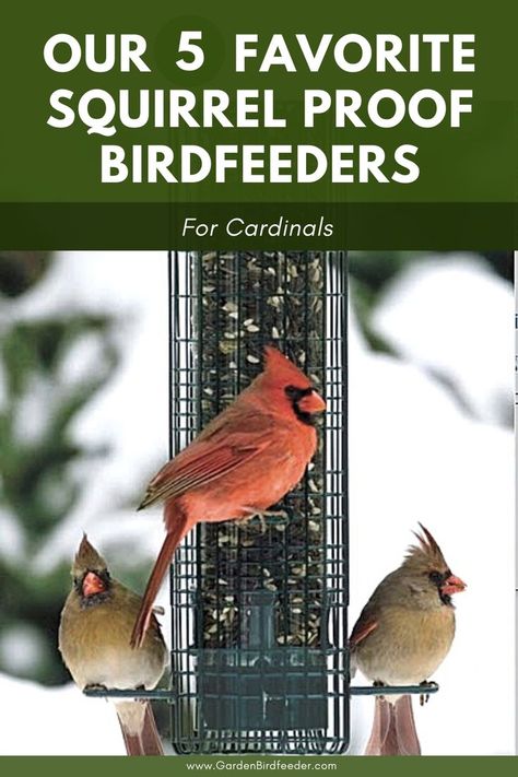 Cardinal love the sunflower seeds in our birdfeeders, but unfortunately, so do the squirrels. We share the best squirrel-proof feeders sized for cardinals that protect your birdfeeder from those squirrely seed thieves. #backyardbirds #birdfeeders #gardenbirds /// backyard birds // squirrel proof birdfeeders // cardinals Squirrel Proof Bird Feeder Diy, Anti Squirrel Bird Feeder, Cardinal Bird Feeder, Tired Of Chasing, Platform Bird Feeder, Backyard Birds Watching, Backyard Birds Feeders, Backyard Birds Sanctuary, Wild Birds Unlimited