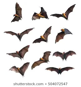 Bat Photos, Scientific Drawing, Bat Flying, Flying Bats, Bat Art, Bat Tattoo, Animal Skeletons, White Background Photo, Tattoo Art Drawings