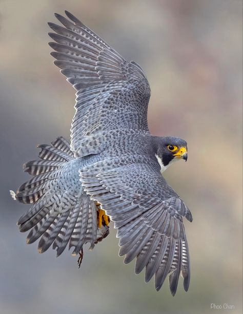 Perigren Falcon, Paragrine Falcon, Peregrine Falcon Flying, Falcon In Flight, Falcon Tattoo, Crow Images, Flower Wrist Tattoos, Eagle Wallpaper, Peregrine Falcon