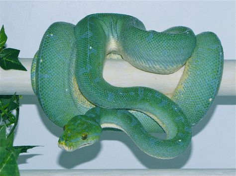 this snake has a better aesthetic than i ever will Green Snake, Slytherin Aesthetic, Beast Boy, Reptiles And Amphibians, Green Aesthetic, Funny Animal, Amphibians, Wall Collage, Reptiles