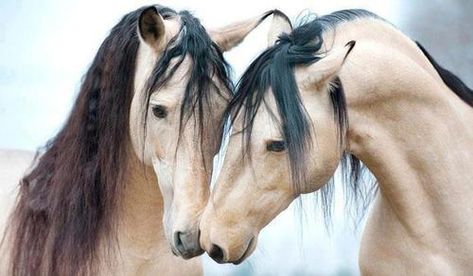 grace and beauty Girth Horse, Ahal Teke, Brown Horses, Buckskin Horse, Two Horses, Majestic Horse, Horses And Dogs, All The Pretty Horses, Horse Crazy