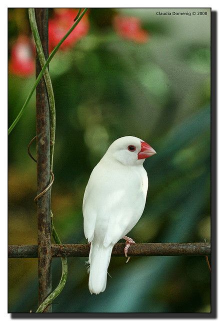 A white Zebra Finch (Taeniopygia guttata) at Key West Butterfly Nature Conservatory in Florida.  The Zebra Finch are native to central Australia, Indonesia and East Timor.  -kc Birds Colorful, Zebra Finch, Finches Bird, Albino Animals, Bird Paintings, Kinds Of Birds, Australian Birds, Bird Watcher, White Zebra