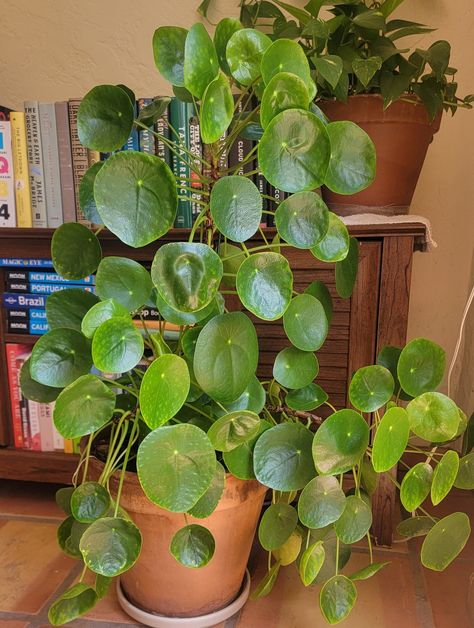 Pilea peperomioides, the Chinese money plant, UFO plant, pancake plant, lefse plant or missionary plant, is a species of flowering plant in the nettle family Urticaceae, native to Yunnan and Sichuan provinces in southern China. During the winter months we offer heat packs in order to ensure the safety of your plants. Shopwishlistplant is not held responsible for cold damage during shipping if the customer does not order a heat pack. Pancake Plant, Plant Core Aesthetic, Chinese Money Plant Care, Pilea Peperomioides, Money Plant, Chinese Money Plant, Indoor Plant Care, Houseplants Indoor, Garden Terrarium