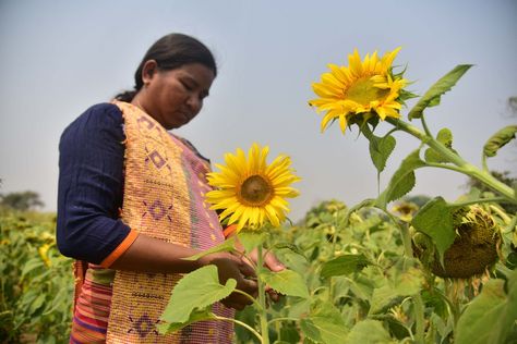 Asia Album: A glimpse of India's sunflower farming-Xinhua Sunflower Farming, India And Pakistan, Pakistan, Sunflower, India