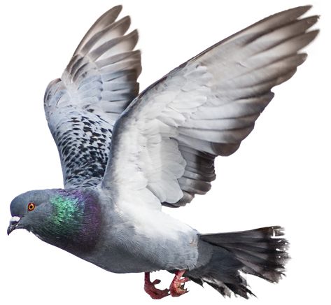 Messenger Pigeon, Pigeon Png, Flying Pigeon, Cute Pigeon, Fly Drawing, Pigeon Pictures, Homing Pigeons, Pigeon Breeds, Dove Pigeon