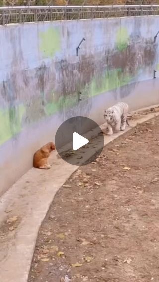 Cute Animals Puppies, Reels Instagram, Wild Dogs, Popular Dog, Animal Stories, Animal Companions, Cute Cats And Dogs, Animals Of The World, Sweet Animals