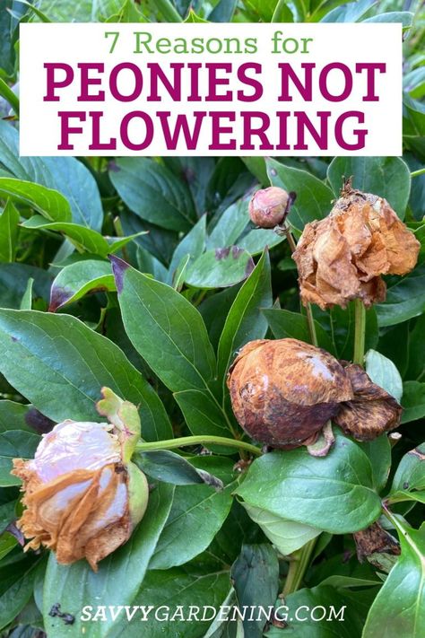 Are your Peonies not blooming? Here’s what could be wrong! Check out these 7 reasons why your peonies may not be flowering. Peonies are a well-loved summer flower perfect for yards and gardens alike but sometimes your peony plants fail to bloom. Find out here why that can happen and some gardening solutions on what to do if it does. Make your flower garden amazing with these flowering tips. Peony Care After Bloom, Replanting Peonies, What To Plant With Peonies, Saving Peony Buds, Peony Flower Bed, Peony Fertilizer, Dividing Perennials, Peony Plant, Peony Support