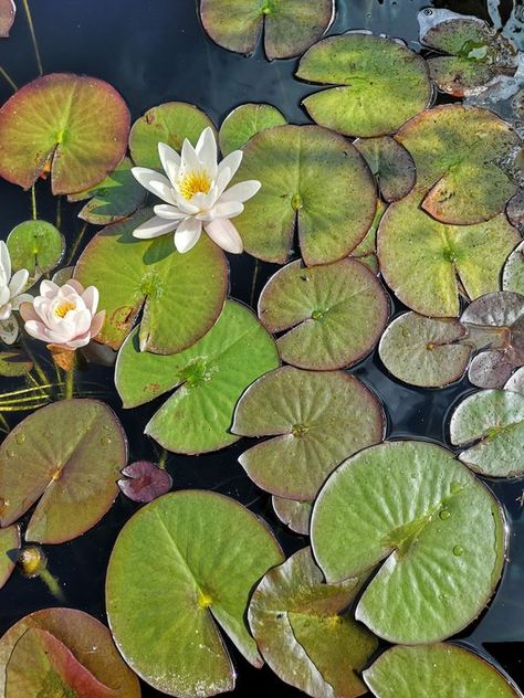 Lotus Flower Art, Lily Painting, Water Lilly, Water Beads, Home Flowers, Garden Diy, Water Lily, Water Lilies, Flower Pictures