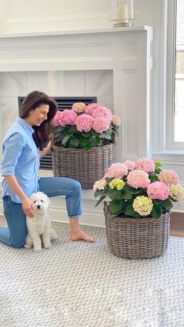 Potted Hydrangea, Hydrangea Potted, Flowers Stand, Planting Hydrangeas, Indoor Flowers, Family Rooms, Flower Stands, The Roots, Flower Lover