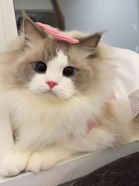 Ragdoll Cat Breed, Dream's Cat, Cute Small Animals, Image Chat, Cute Little Kittens, Ragdoll Kitten, Cute Cats Photos, Cat Aesthetic, Funny Cute Cats