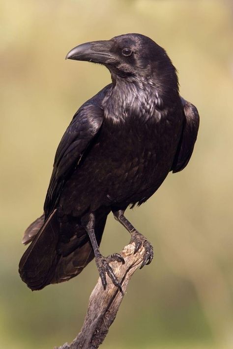 Raven Drawing Reference, Animal Photo Reference, Ravens Reference, Raven Art Drawing, Raven Photos, Raven Reference, Ravens Bird, Crow Reference, Raven Animal