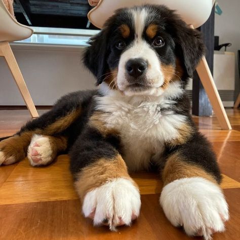 Bernese Mountain Corner (@bernese.corner) • Ảnh và video trên Instagram Burmese Mountain Dogs, Bernese Dog, Bernese Mountain Dogs, Cold Weather Dogs, Bernese Mountain, Bernese Mountain Dog, Mountain Dogs, Burmese, Cute Funny Animals