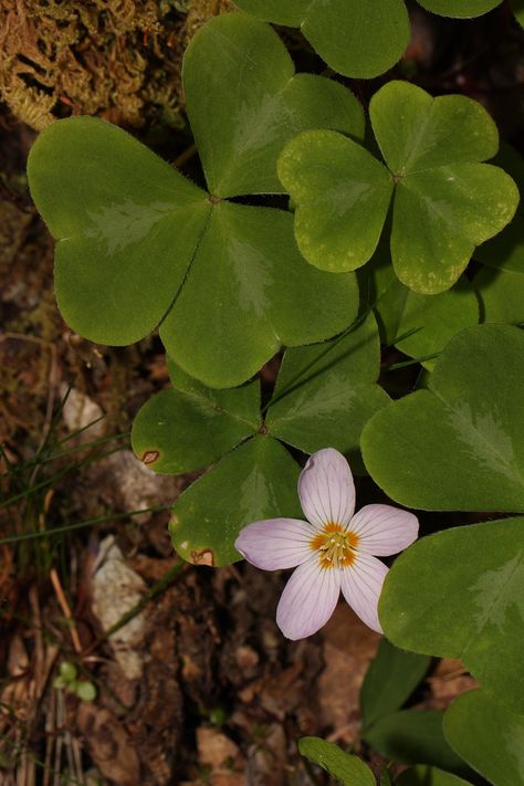 Oxalis oregana - Wikipedia Oxalis Oregana, Redwood Sorrel, Bermuda Buttercup, Avenue Of The Giants, Big Basin, Coast Redwood, Wood Sorrel, California Native Plants, Chocolate Dreams